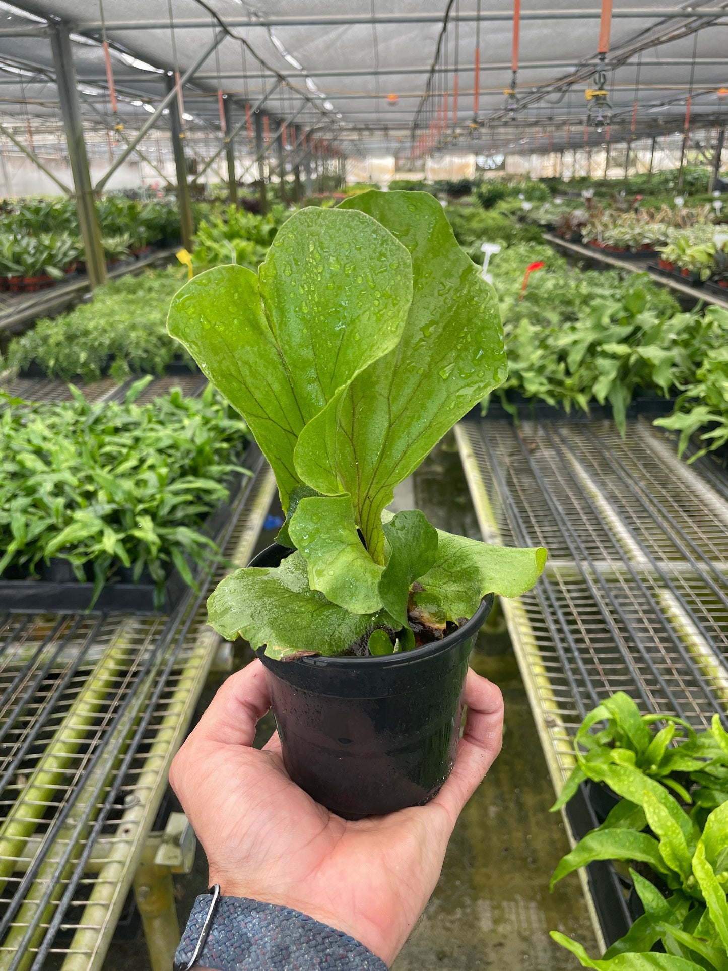 Fern 'Elephant' – 4" Pot 6" Plant