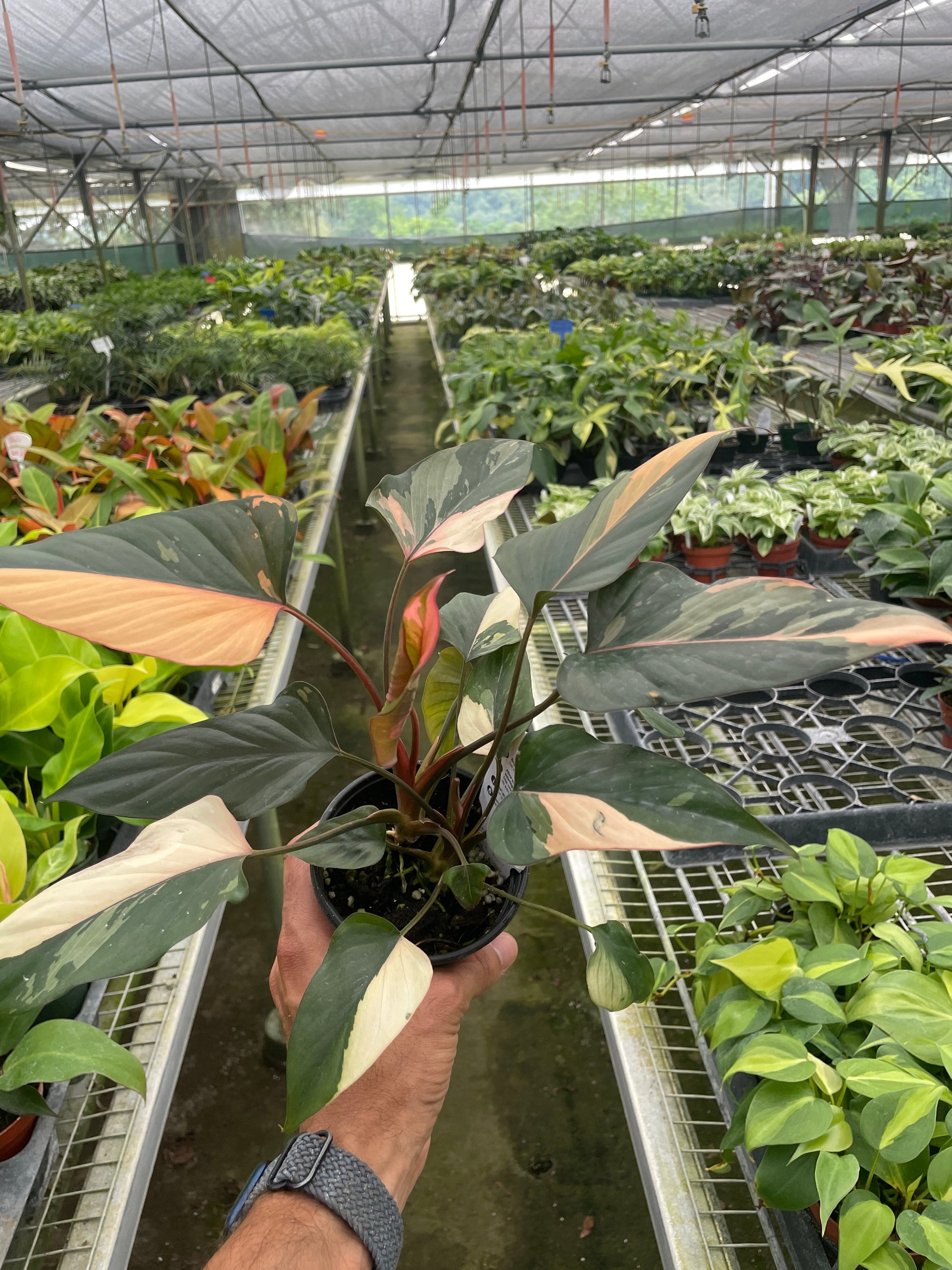 Homalomena Pink Diamond – 6" Pot