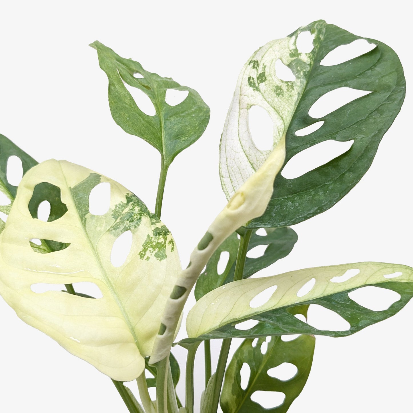 Monstera Adansonii 'Swiss Cheese Variegated'