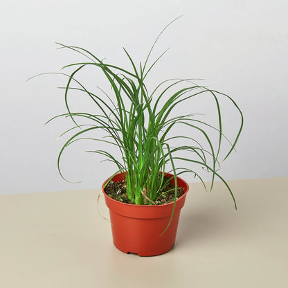 Palm Ponytail – Indoor Plants