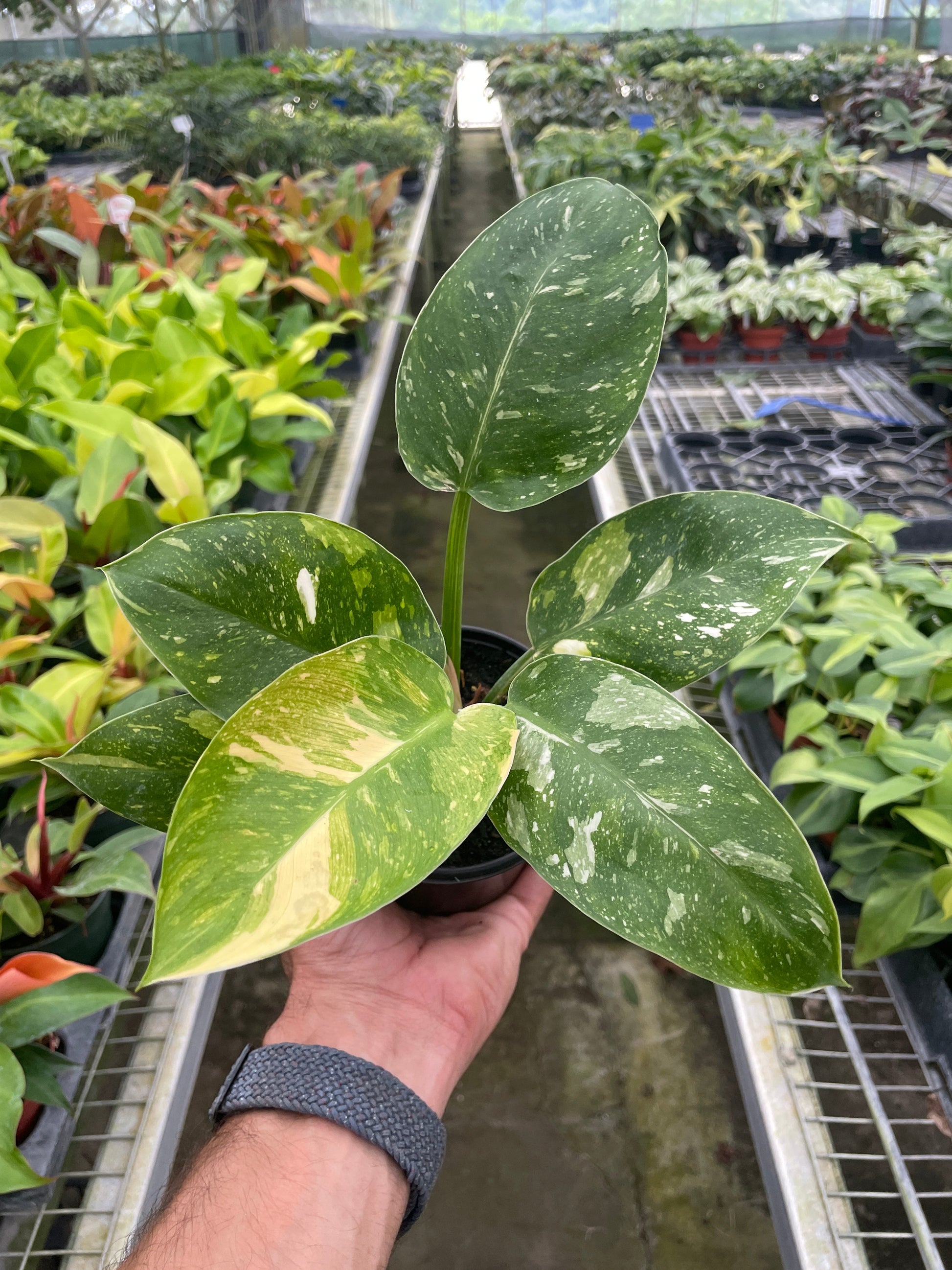 Philodendron 'Congo Nuclear' – 4" Pot Indoor Plants