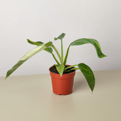 Philodendron Jose Bueno – 4" Pot 4" Plant