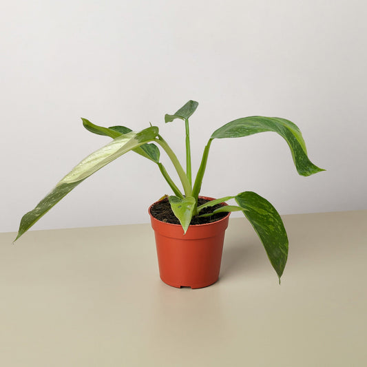 Philodendron Jose Bueno – 4" Pot 4" Plant