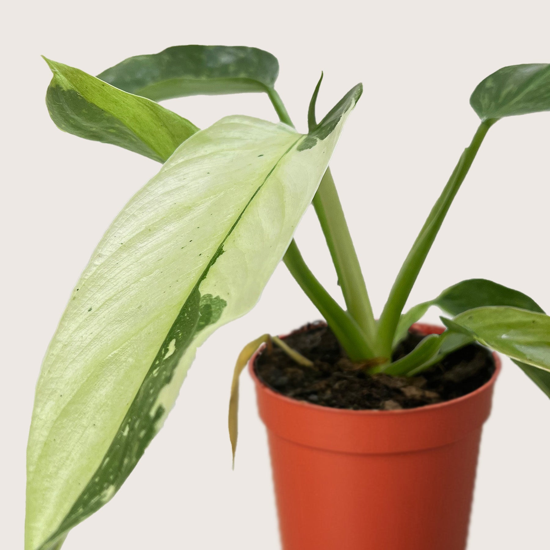 Philodendron Jose Bueno – 4" Plant