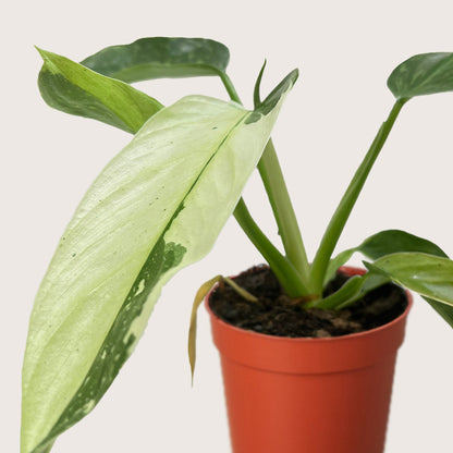 Philodendron Jose Bueno – 4" Plant