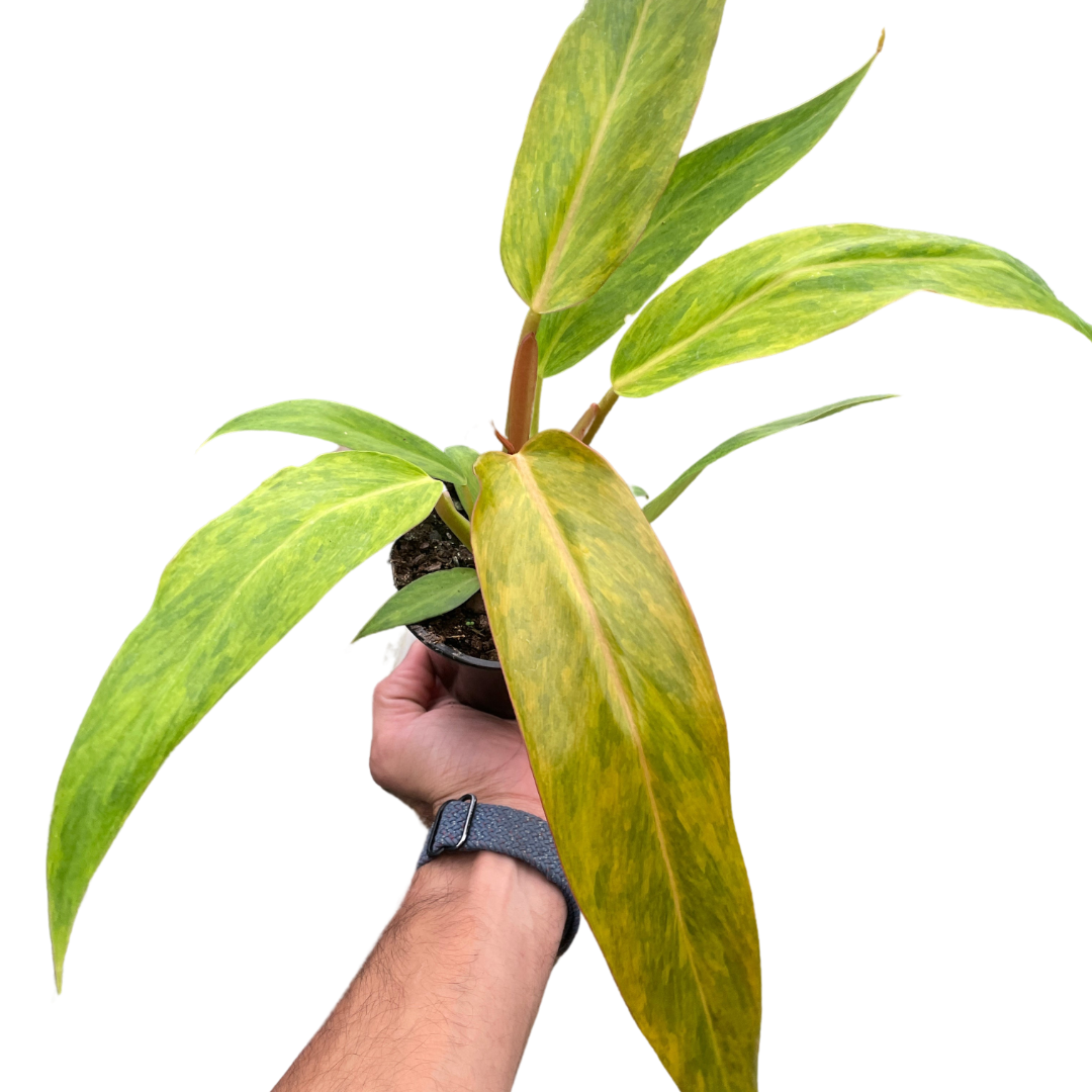 Philodendron Orange Marmalade (Quadcolor) – Rare Variegated Indoor Plant