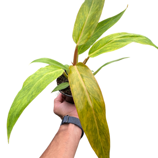 Philodendron Orange Marmalade (Quadcolor) – Rare Variegated Indoor Plant – 4" Pot Indoor Plants