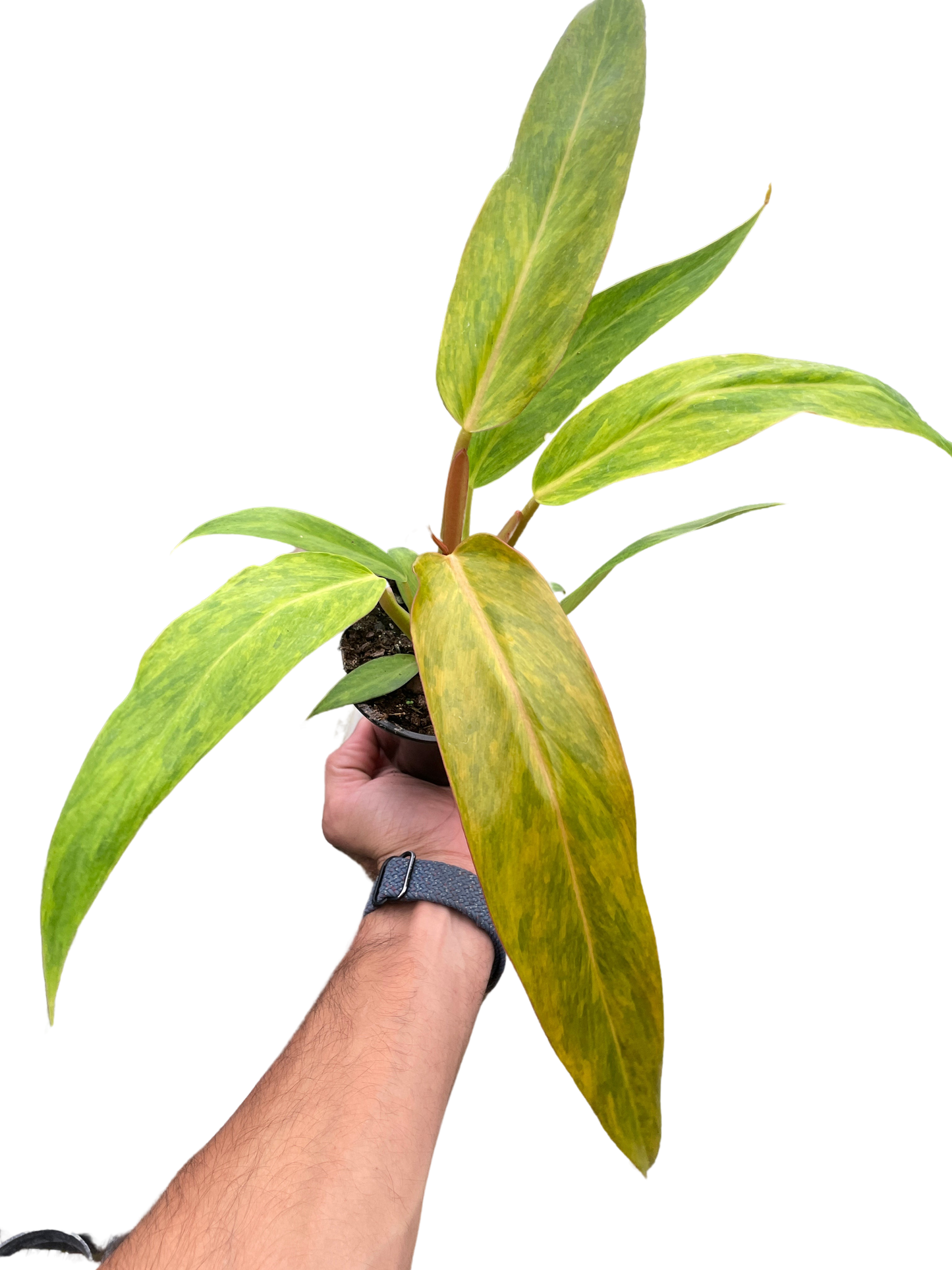 Philodendron Orange Marmalade (Quadcolor) – Rare Variegated Indoor Plant