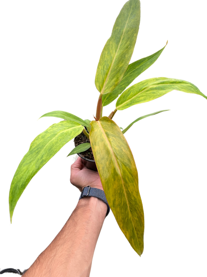 Philodendron Orange Marmalade (Quadcolor) – Rare Variegated Indoor Plant