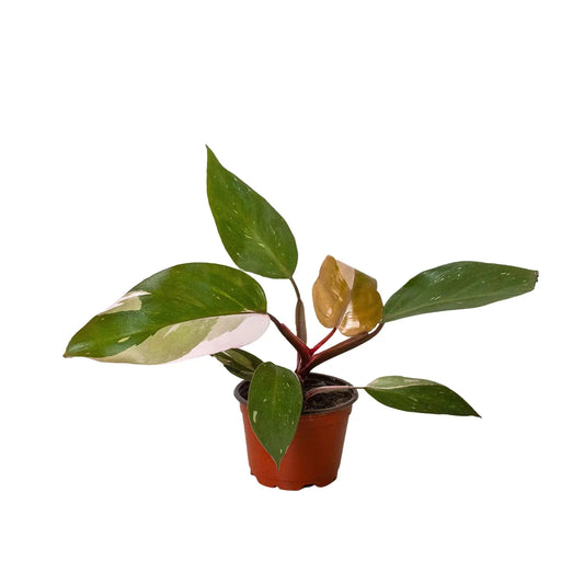Pink Princess Philodendron – Rare Variegated Indoor Plant – 4" Pot Nursery Pot Indoor Plants