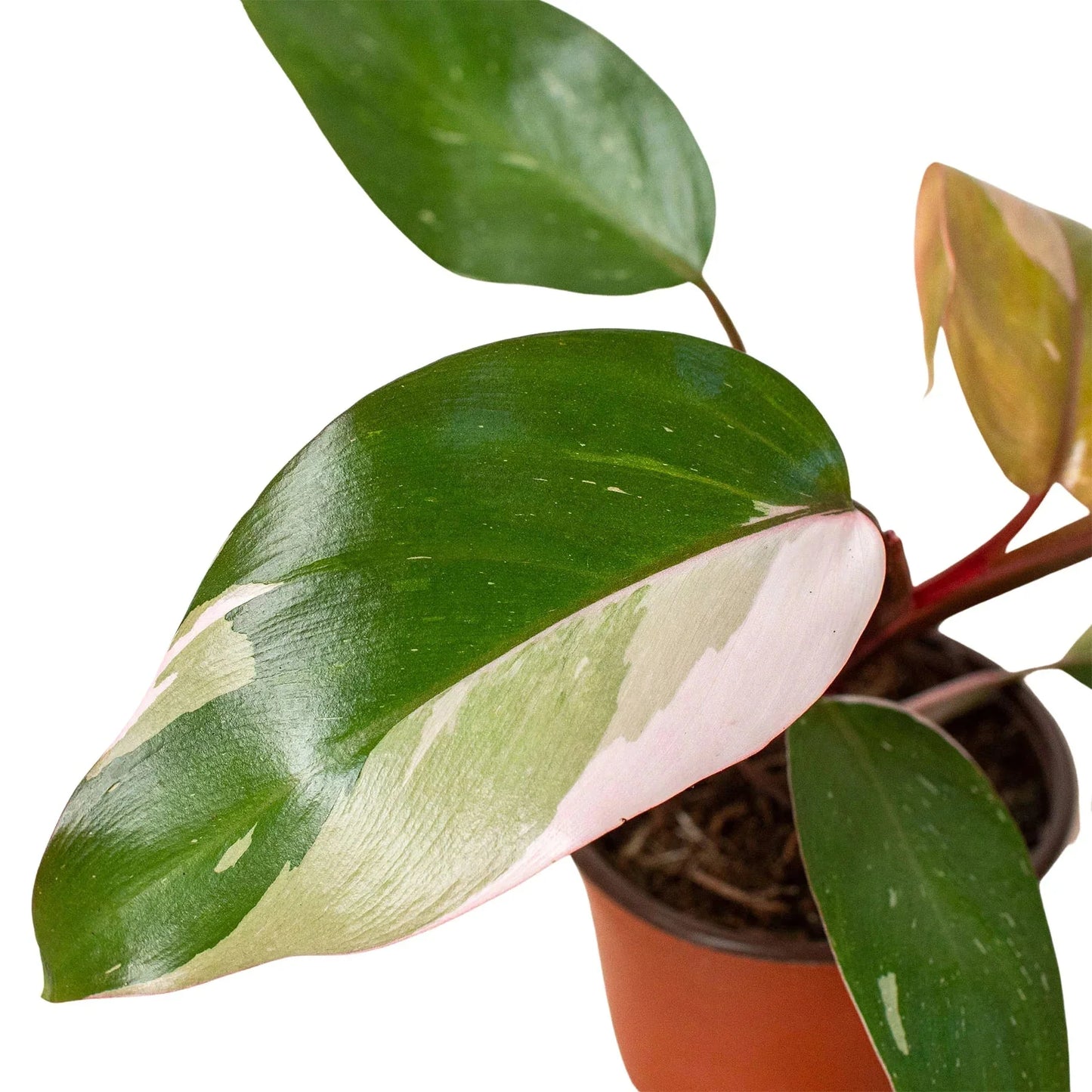 Pink Princess Philodendron – Rare Variegated Indoor Plant