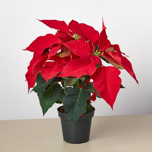LIVE Poinsettia 'Red'