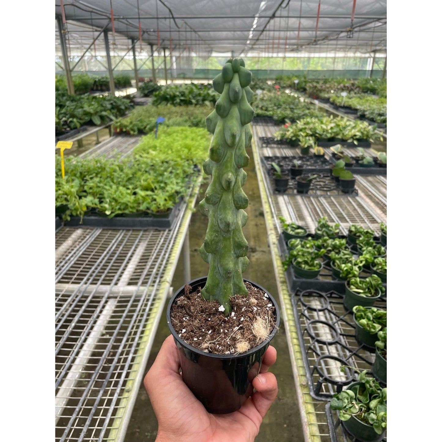 Boobie Cactus – 4" Pot Indoor Plants