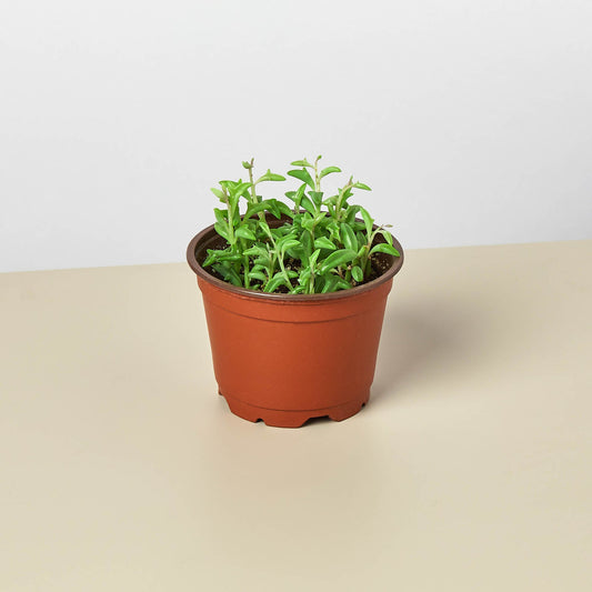 Succulent 'String of Dolphins' – 4" Pot Nursery Pot Succulent
