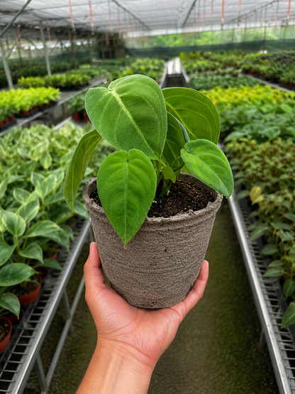 Syngonium 'Ice Frost'