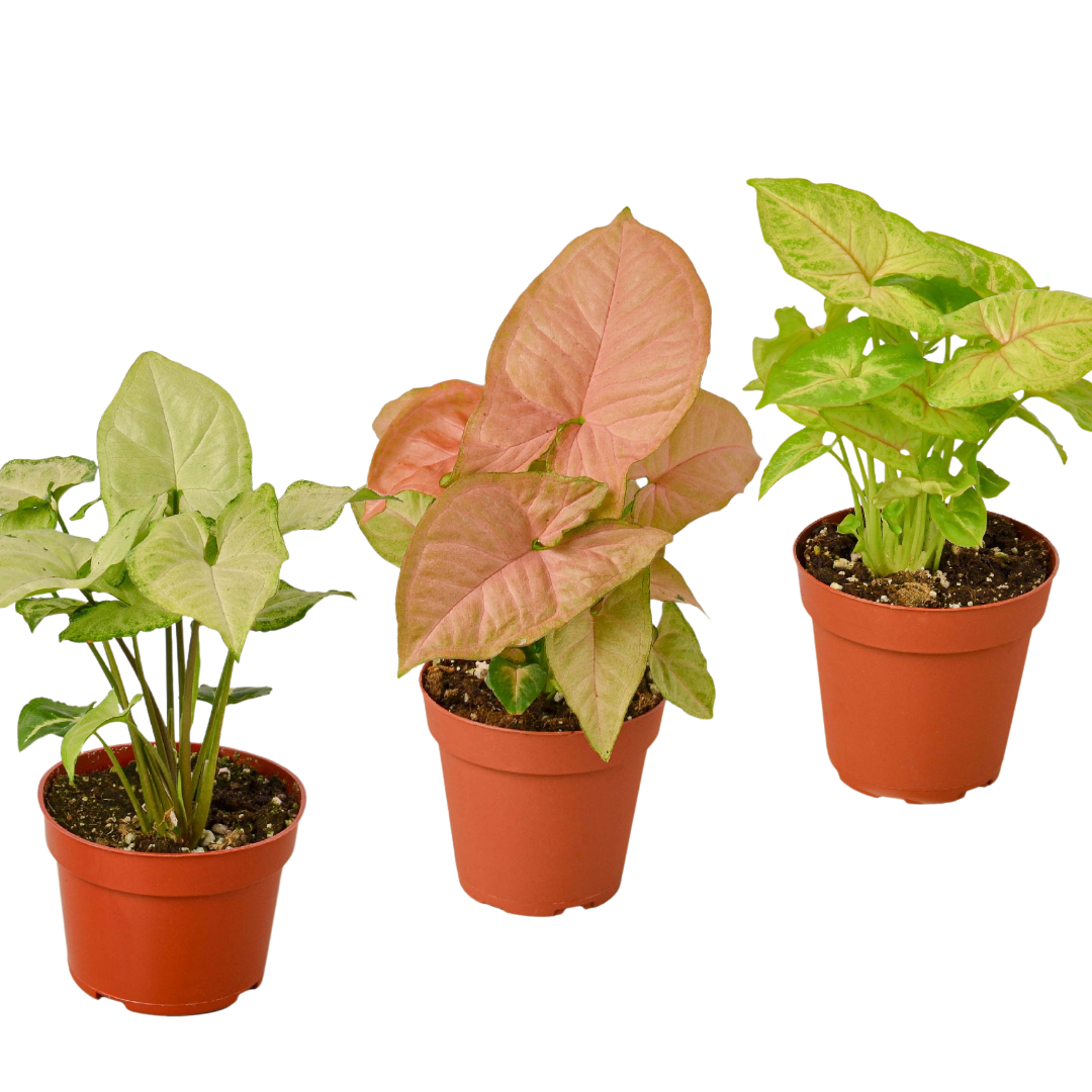 Syngonium Variety Pack – 3 Live Arrowhead Plants in 4" Pots