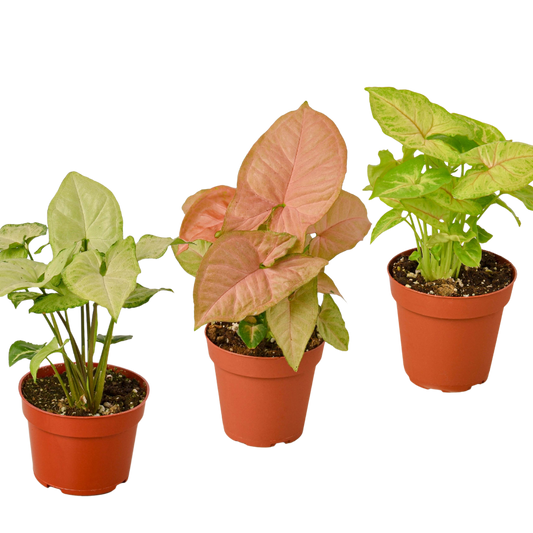 Syngonium Variety Pack – 3 Live Arrowhead Plants in 4" Pots – 4" Plant (3pk/$2) ($13 Ship/47oz)