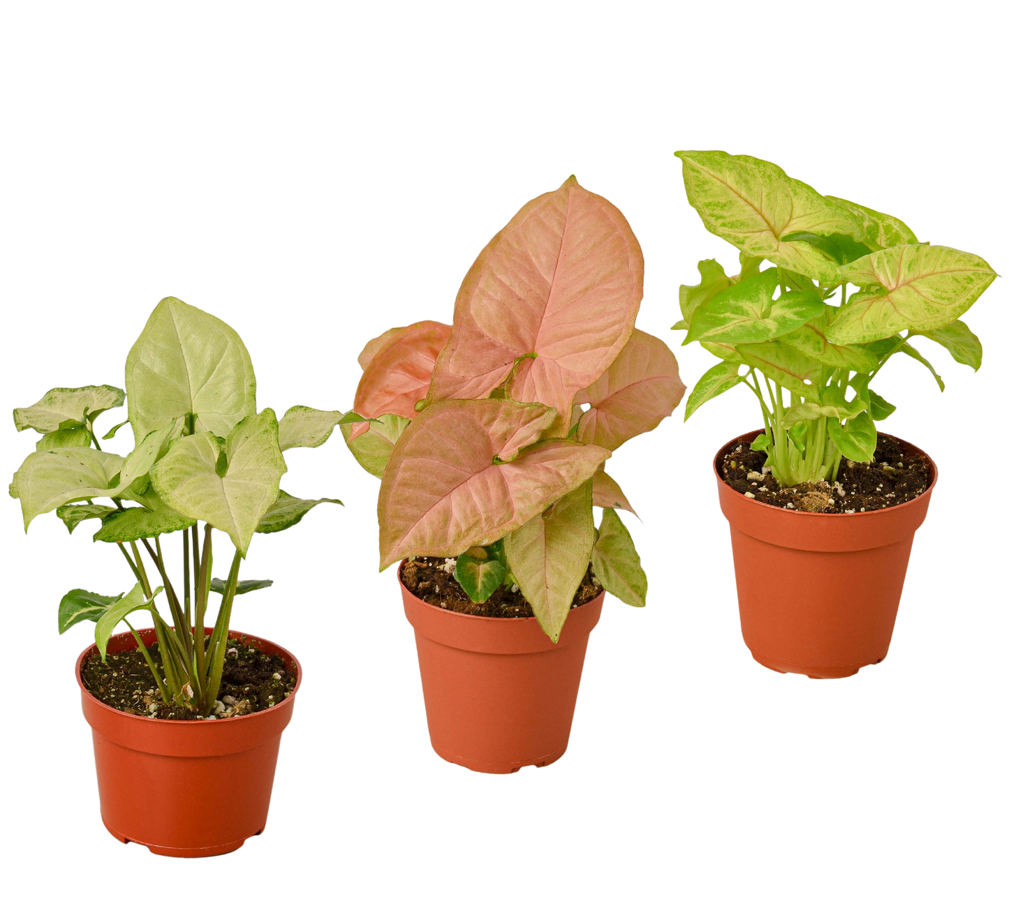 Syngonium Variety Pack – 3 Live Arrowhead Plants in 4" Pots