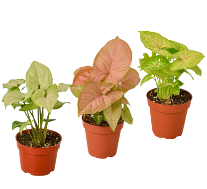 Syngonium Variety Pack – 3 Live Arrowhead Plants in 4" Pots