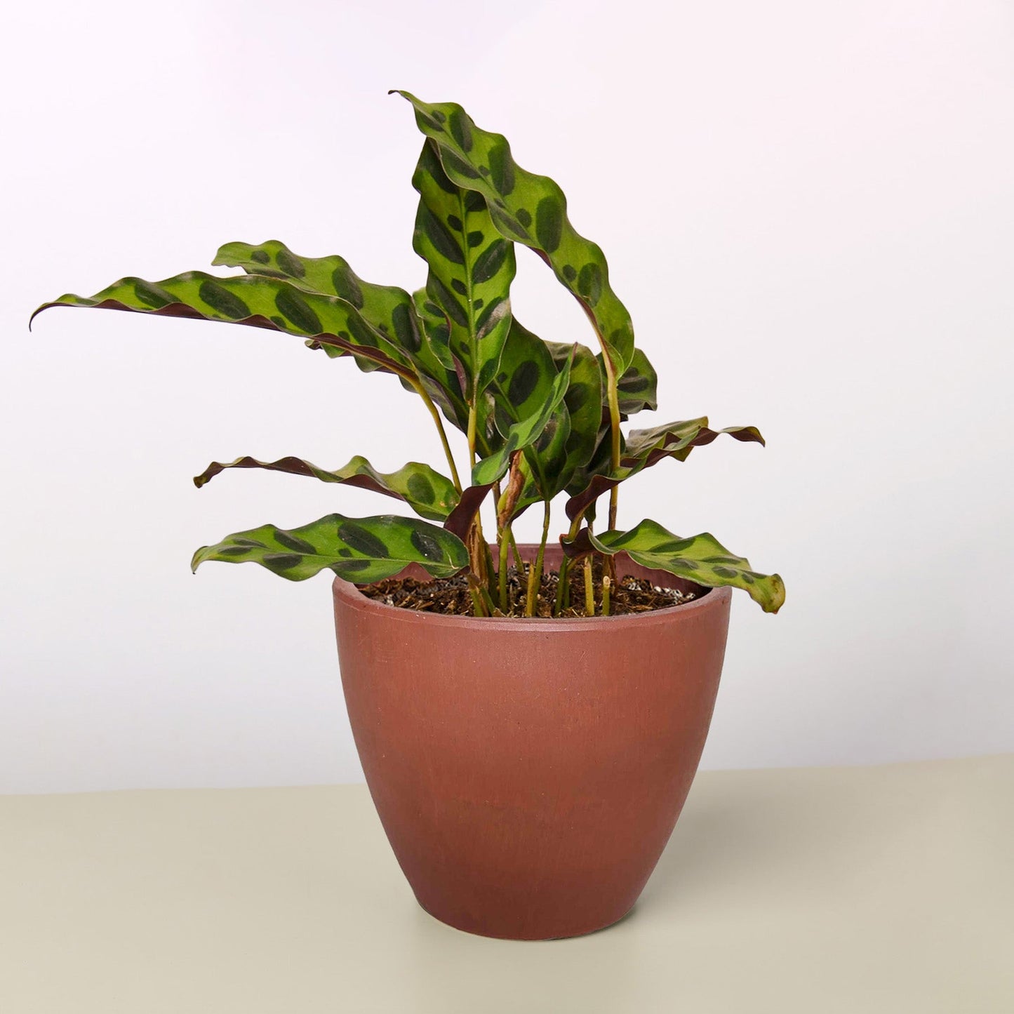 Calathea Lancifolia 'Rattlesnake' – Terra Cotta Eco Pot Indoor Plants