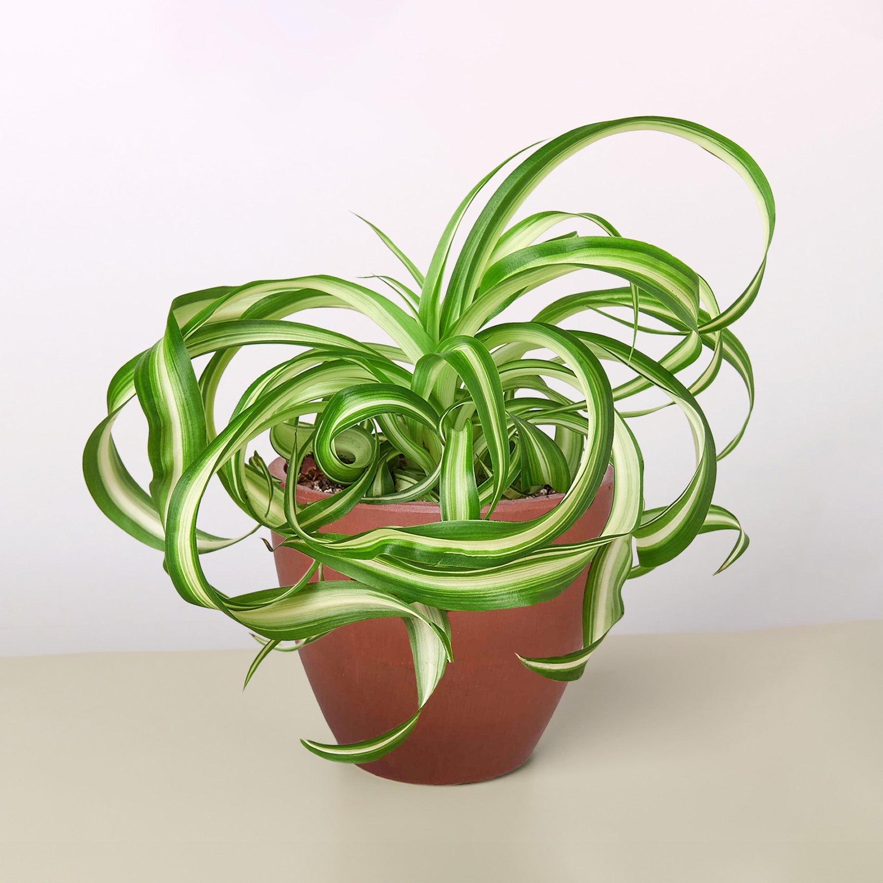 terra indoor plants Spider Plant 'Bonnie' 4" Pot / Nursery Pot