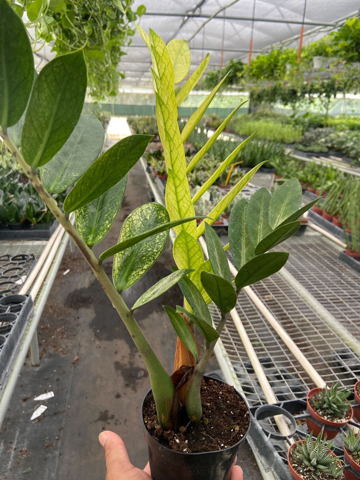 Zamioculcas 'Chameleon' – 4" Pot