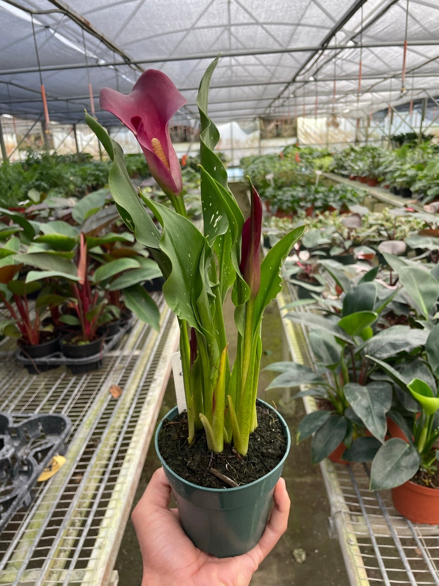 Calla Lily – 4" Pot Purple Nursery Pot 6" Plant (2pk/$4.5) ($15 Ship/63oz)