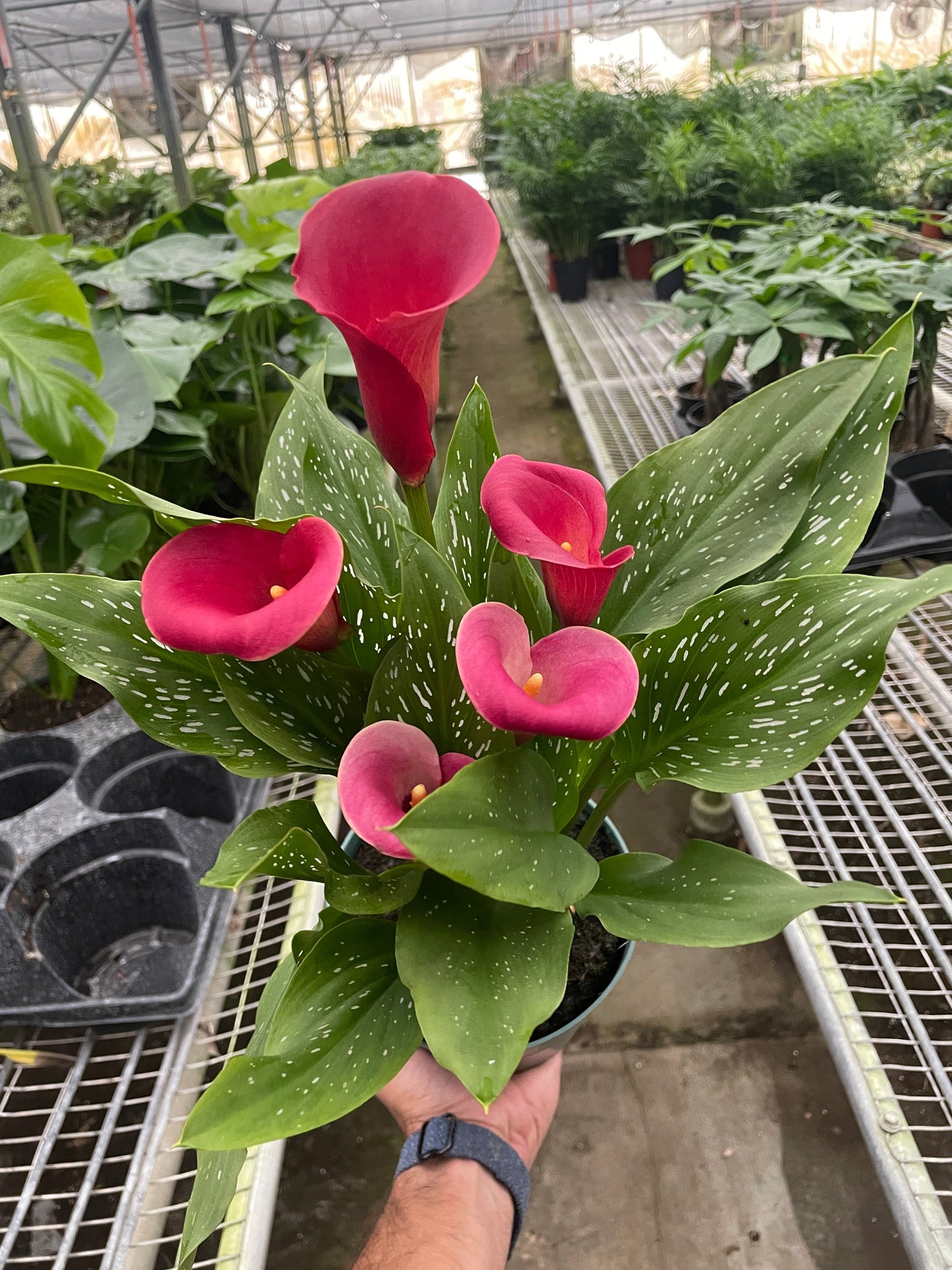 Calla Lily – 4" Pot Nursery Pot 6" Plant (2pk/$4.5) ($15 Ship/63oz)