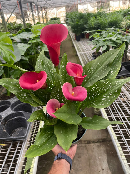 Calla Lily – 4" Pot Nursery Pot 6" Plant (2pk/$4.5) ($15 Ship/63oz)