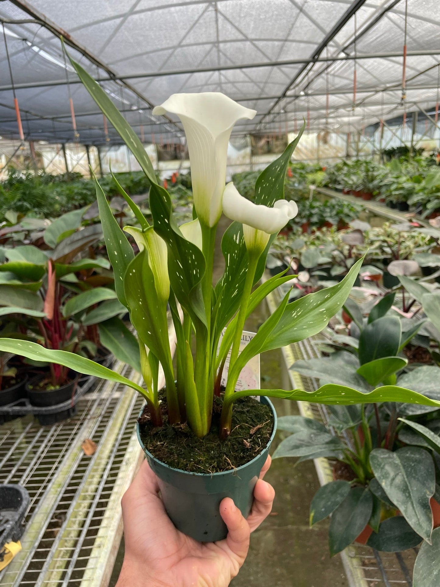Calla Lily – 4" Pot White Nursery Pot 6" Plant (2pk/$4.5) ($15 Ship/63oz)