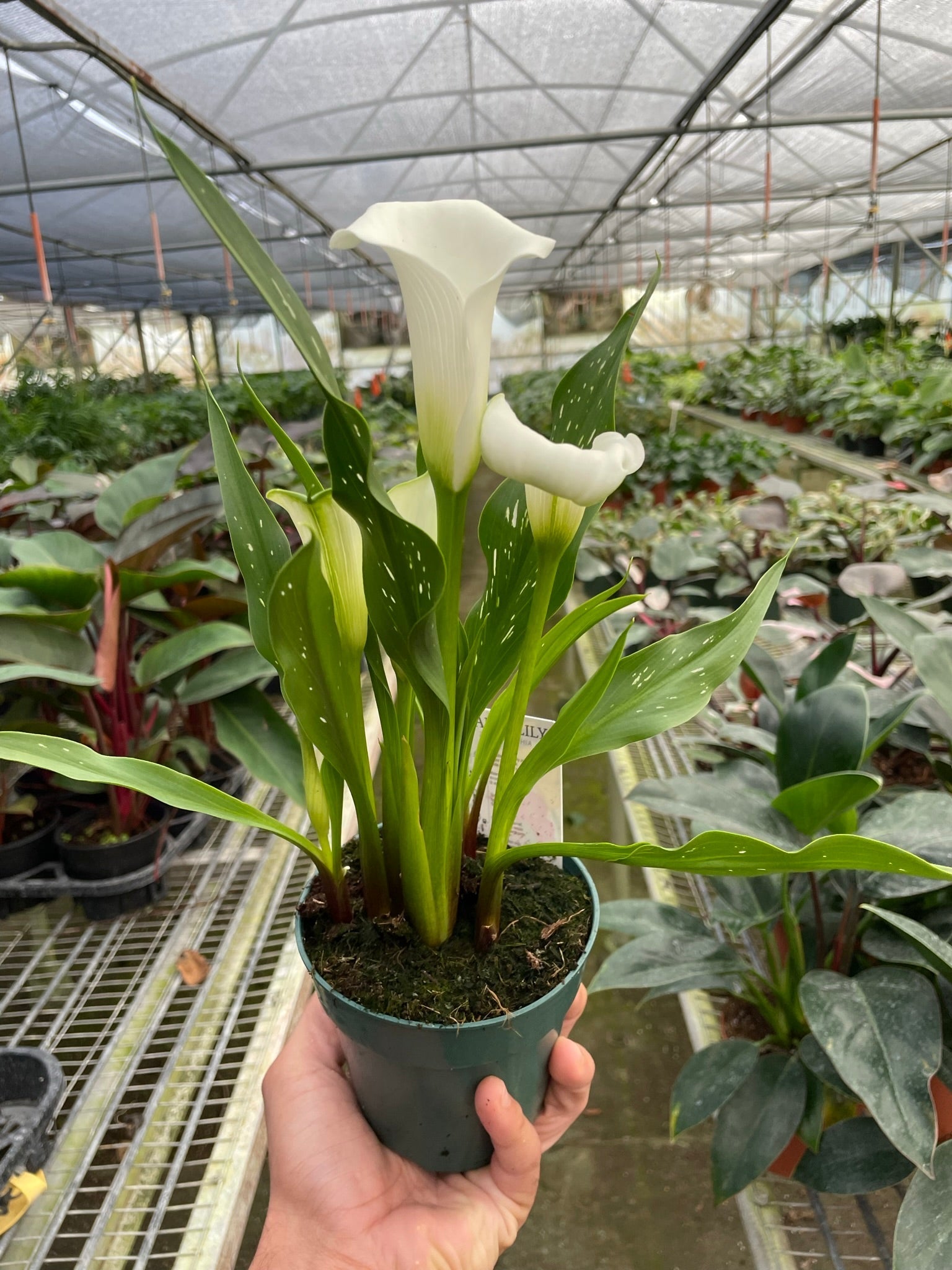 Calla Lily – 4" Pot White Nursery Pot 6" Plant (2pk/$4.5) ($15 Ship/63oz)