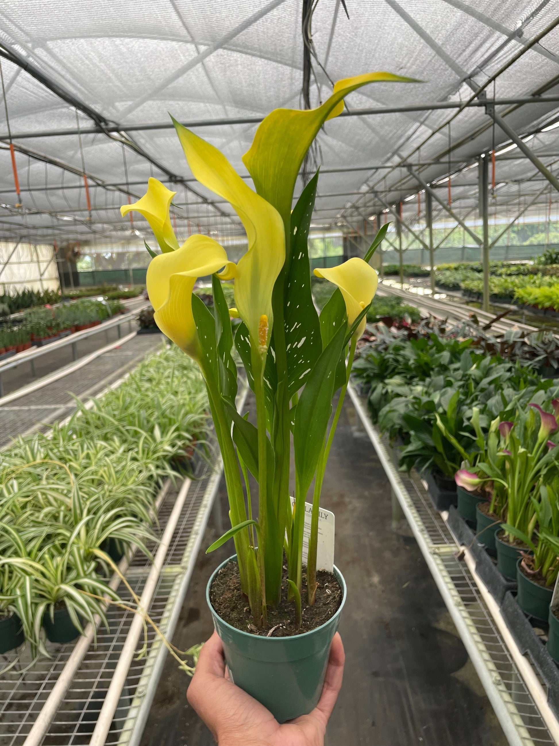 Calla Lily – 4" Pot Yellow Nursery Pot 6" Plant (2pk/$4.5) ($15 Ship/63oz)