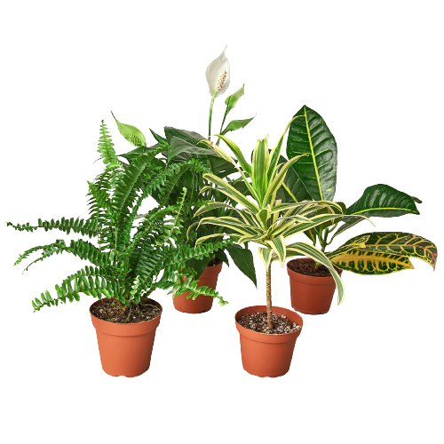 Air Purifying Plant Bundle | Indoor Houseplants for Cleaner Air – 4" Plant (2)