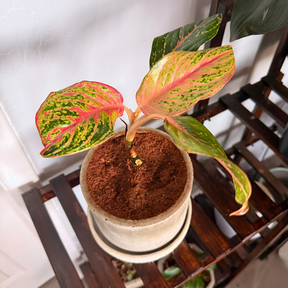 Aglaonema Sparkling Sarah – Colorful Speckled Pink & Green Plant in Charlie Pot Original 6" Soft Gray – Potted Houseplant