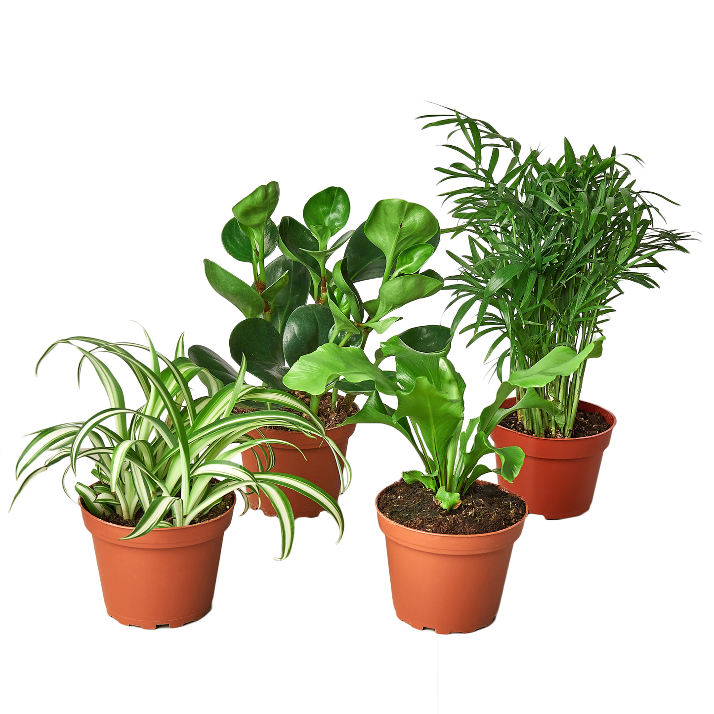 Pet-Friendly Houseplant Bundle | Safe for Pets & Kids