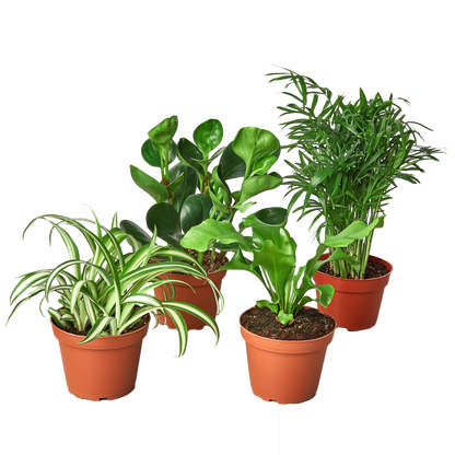 Pet-Friendly Houseplant Bundle | Safe for Pets & Kids