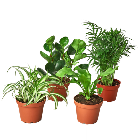 Pet-Friendly Houseplant Bundle | Safe for Pets & Kids – 6" 6" Plant