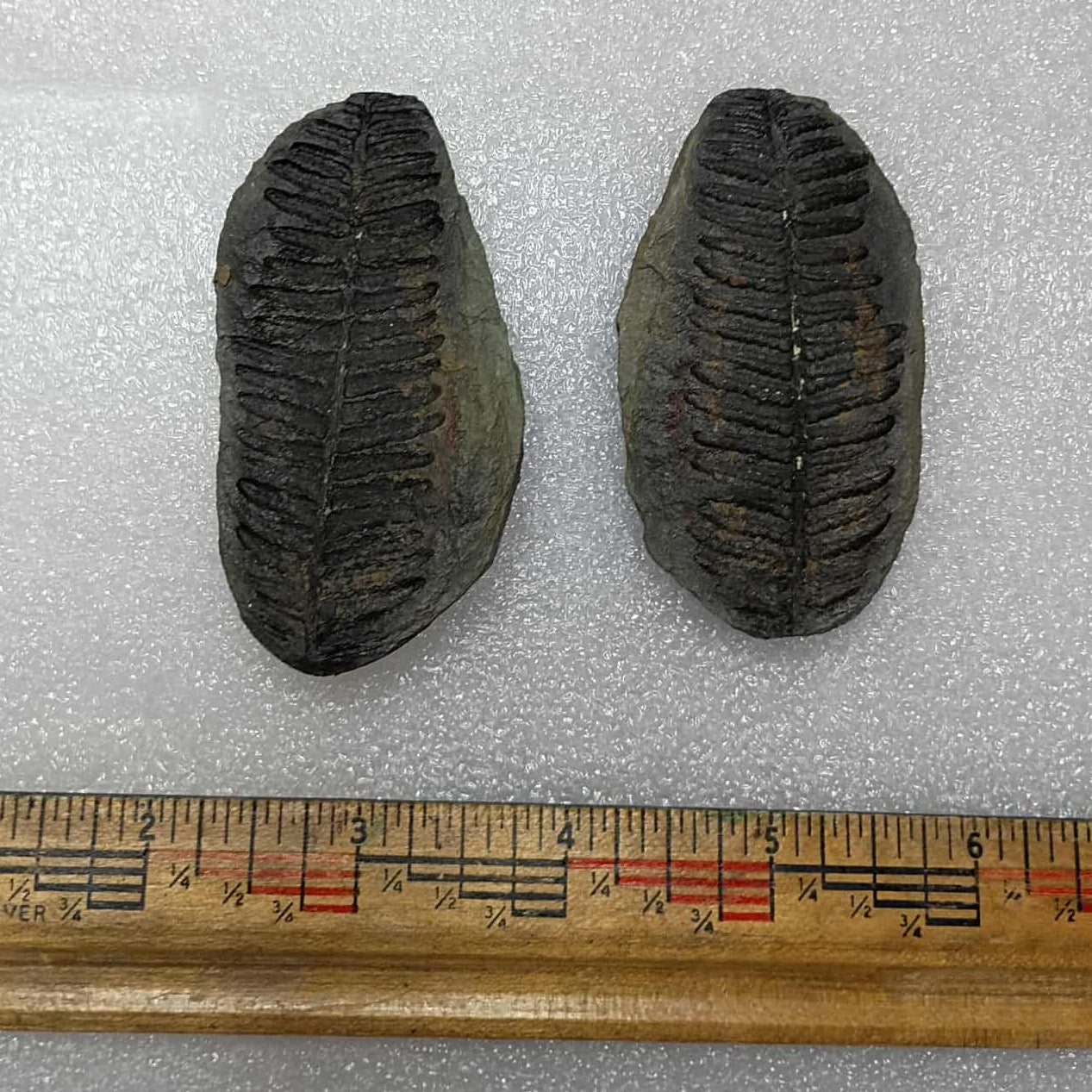 Mazon Creek Fern Fossil #9-032