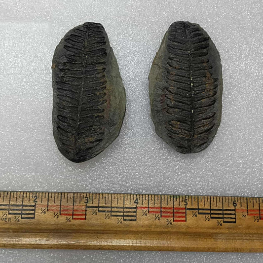 Mazon Creek Fern Fossil #9-032