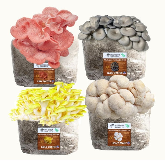 4 Pack - Lion's Mane, Gold, Pink, and Blue Oyster Mushroom Grow Kit Fruiting Blocks – Oyster Mushrooms