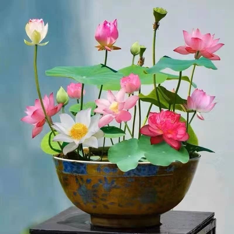 Lotus Flower Seeds – Stunning Resilient Blooms for Gardening