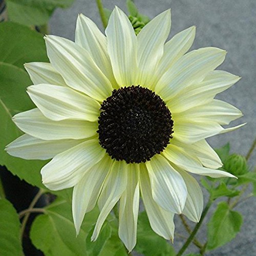 White Sunflower Seeds – Rare Elegant Blooms for Garden Planting