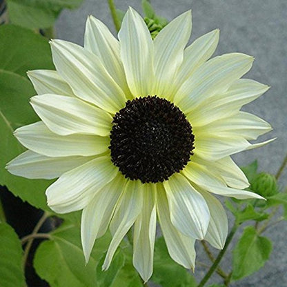 White Sunflower Seeds – Rare Elegant Blooms for Garden Planting