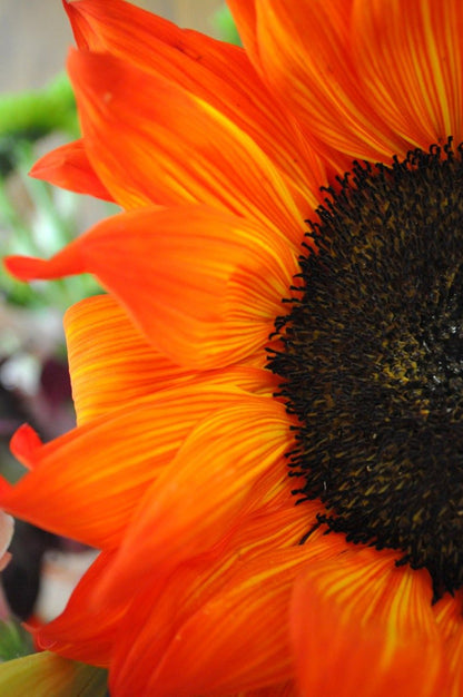 Deep Orange Sunflower Seeds – Bold, Fiery Blooms for Gardens & Pollinators