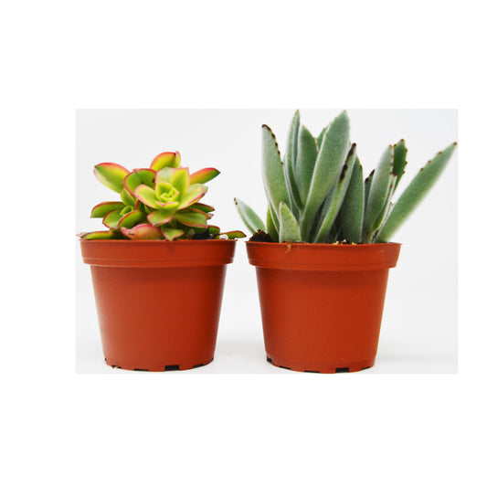 2 Succulent Variety Pack / 4" Pot / Live Home and Garden Plant – 4" Pot 4" Plant (2pk/$2) ($10 Ship/31oz)