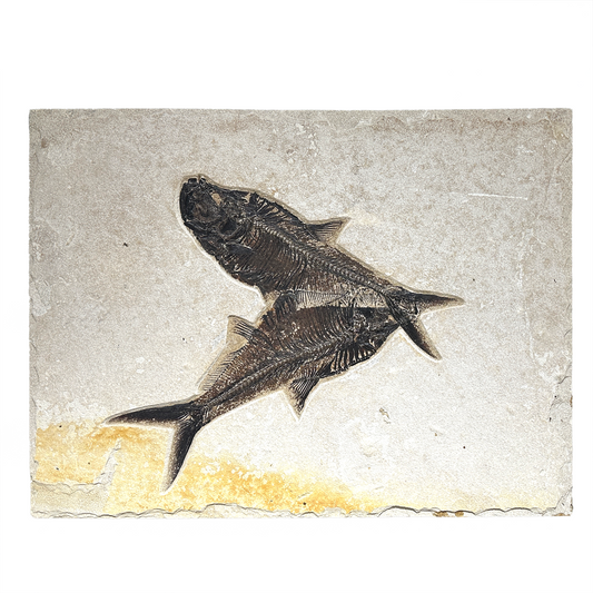 Wyoming Fish Fossil Panel - Diplomystus Duo –