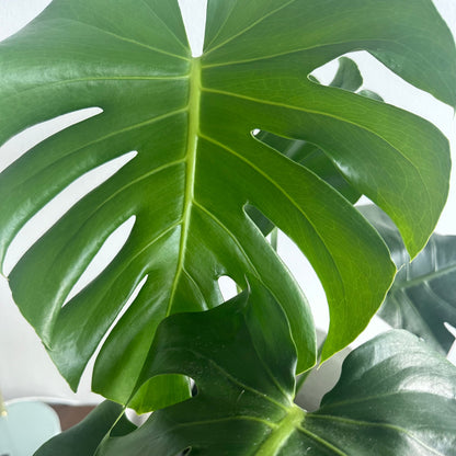 Monstera deliciosa (Swiss Cheese Plant)