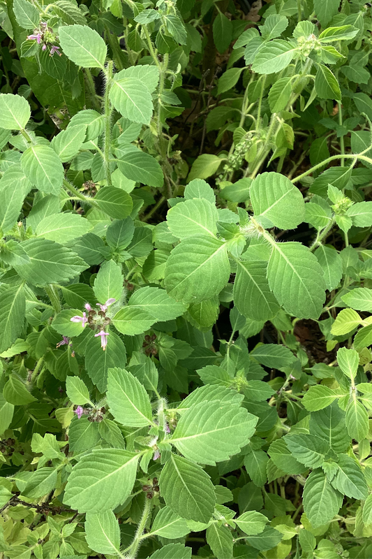 Florida Native Sweet Basil (Ocimum campechianum) – Herb