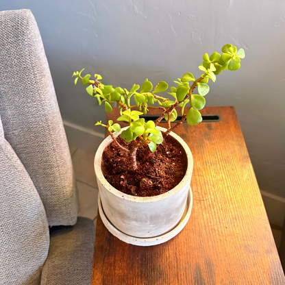 Elephant Bush – Low-Maintenance Succulent in Charlie Pot Original Soft Gray