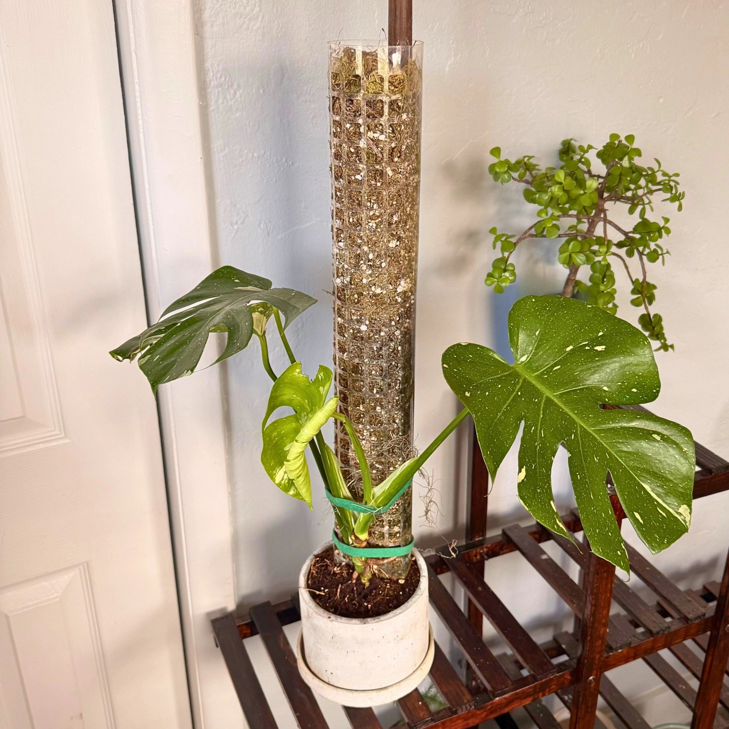 Monstera Thai Constellation – Rare Variegated Statement Plant in Charlie Pot with Grow Pole – Potted Houseplant
